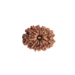 12 Mukhi Rudraksh – Nepal